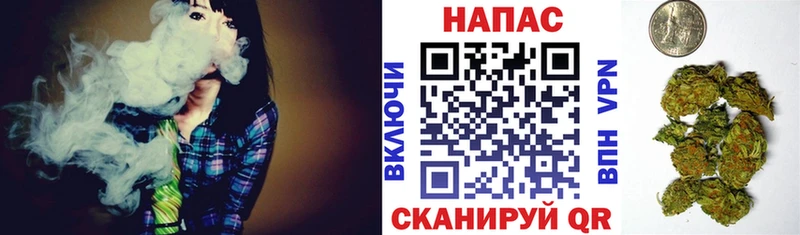 наркота  Зеленогорск  Каннабис сатива 